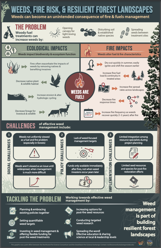 Long Term Risk Of Canine Weeds preview